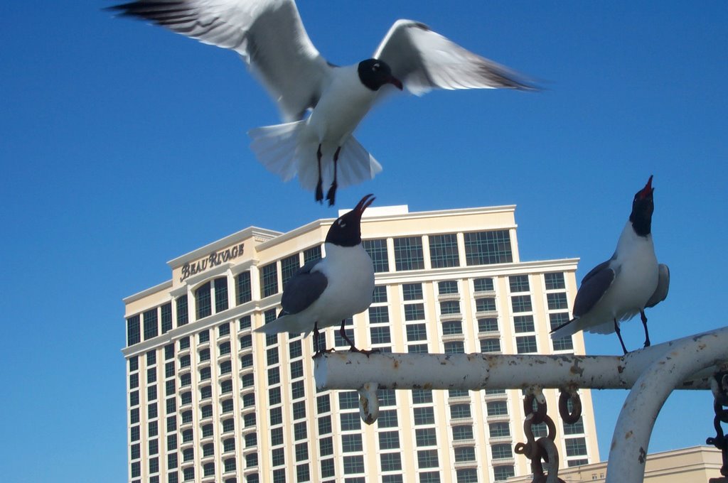 Seagulls by Beau Rivage