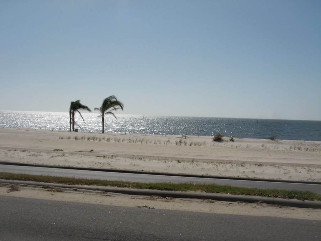 three palm trees on the beach, Biloxi, Mississippi