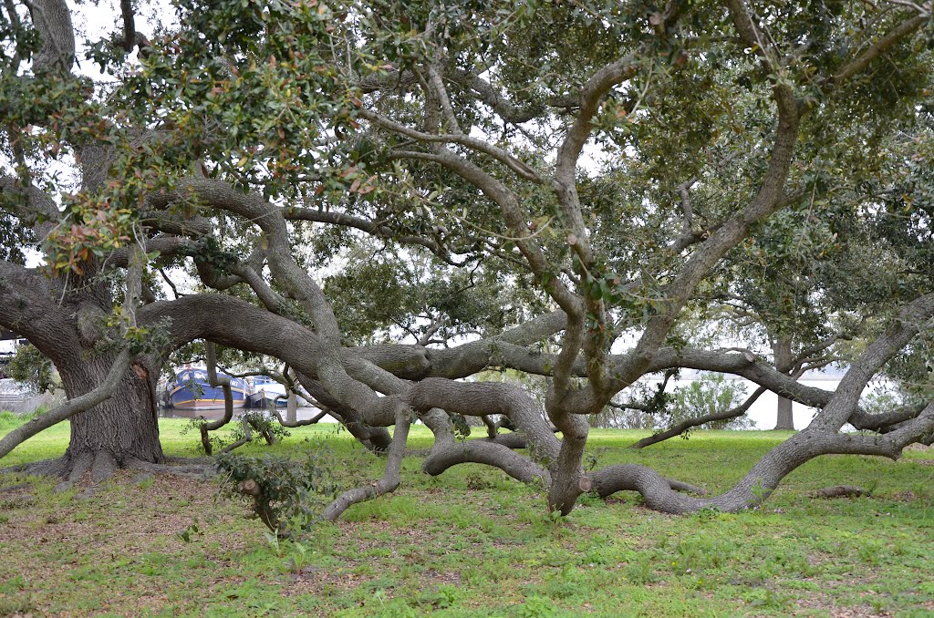 Tree at Old Brick House