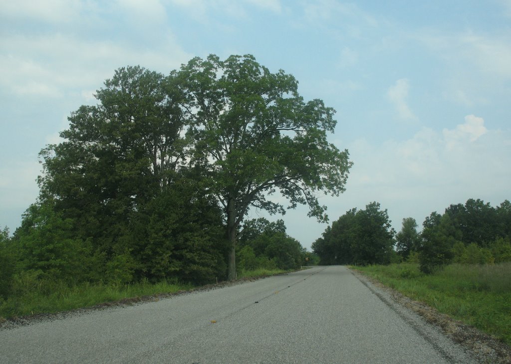 Tree along U.S. 80