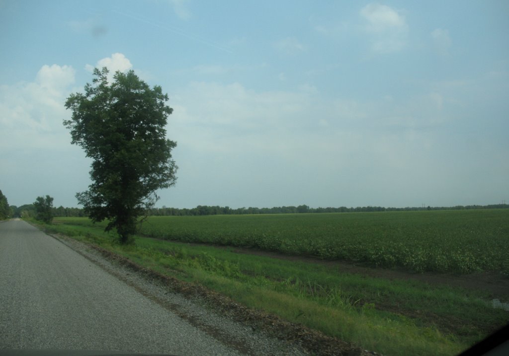 Louisiana cotton field