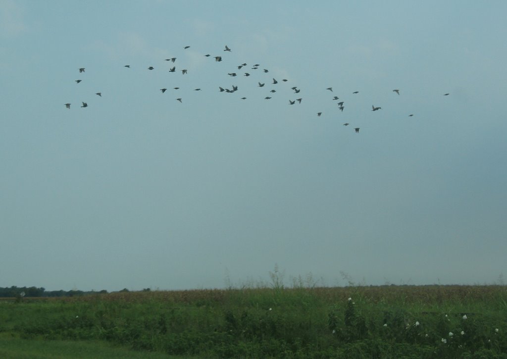 Birds over U.S. 65