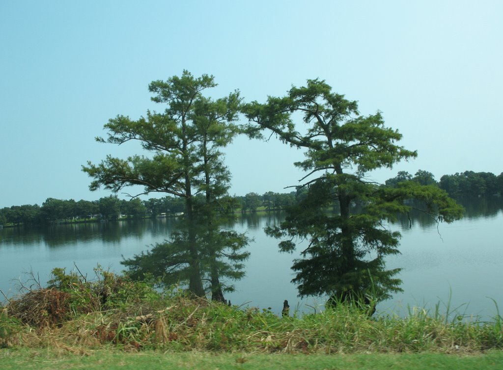 Twin trees on Lake Providence