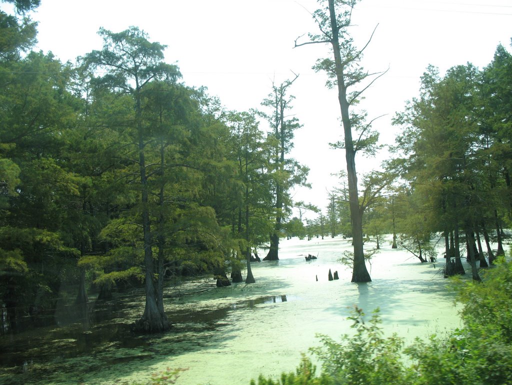 Swampy bayou