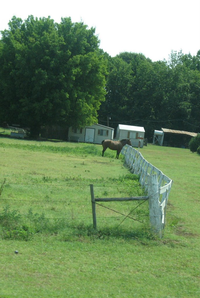 Horse north of Lake Village
