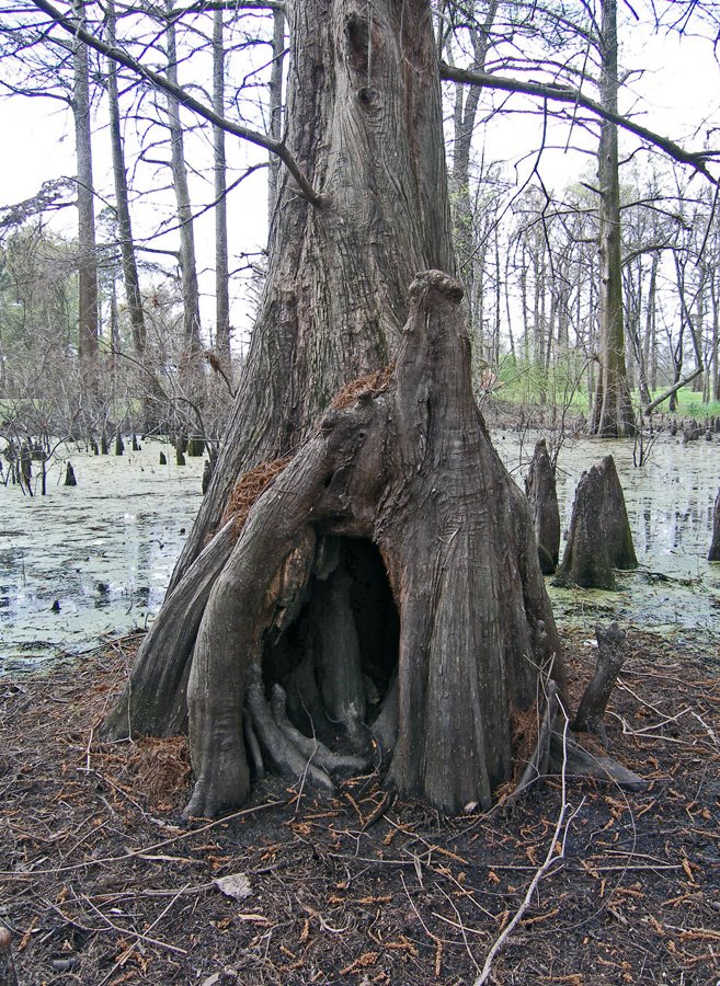 Cypress Tree