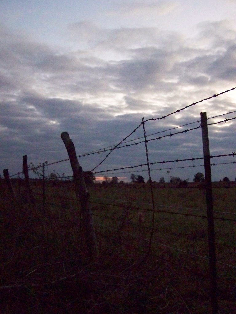 field near Columbus,MS