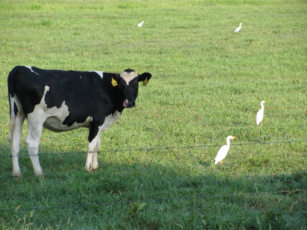 Brooksville