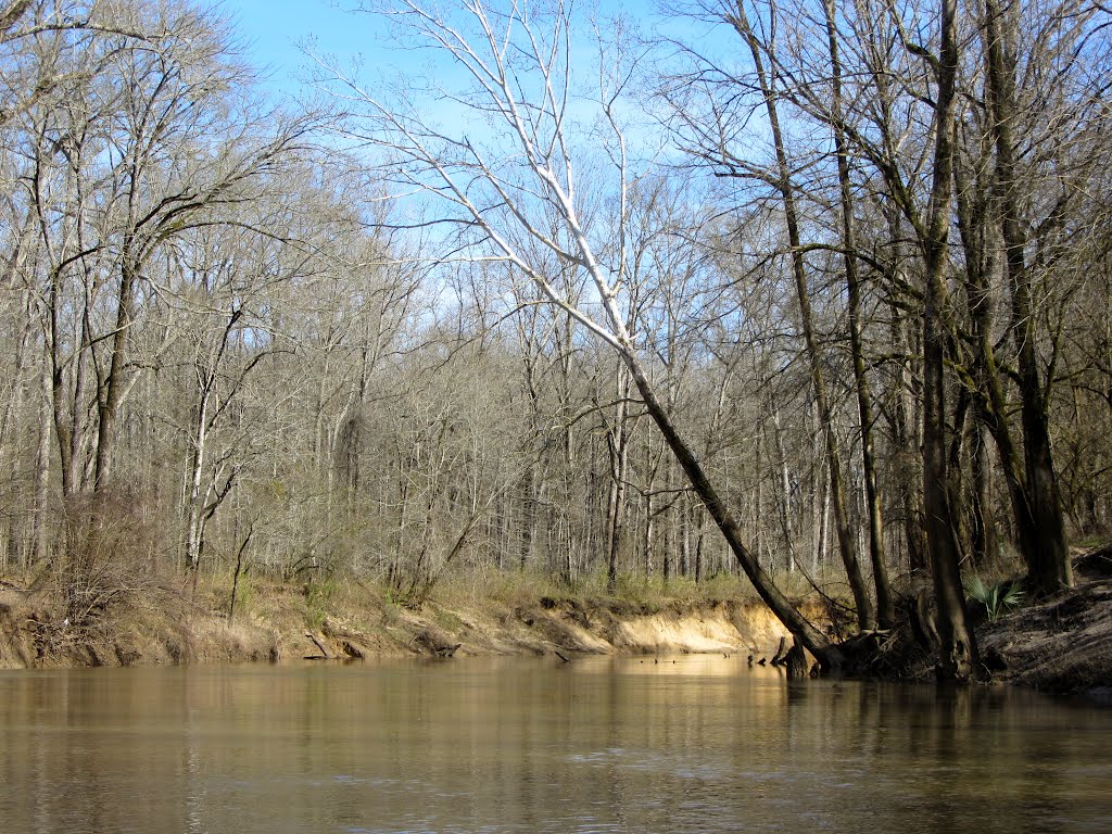 Along Tibbee Creek