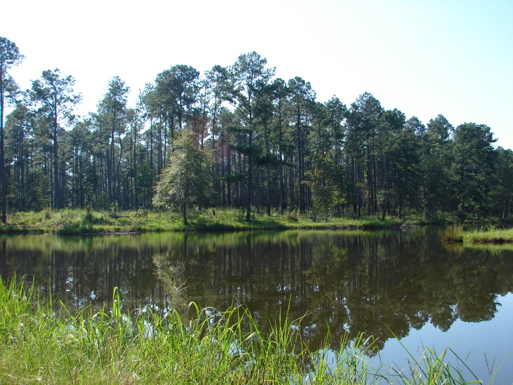De Soto National Forest