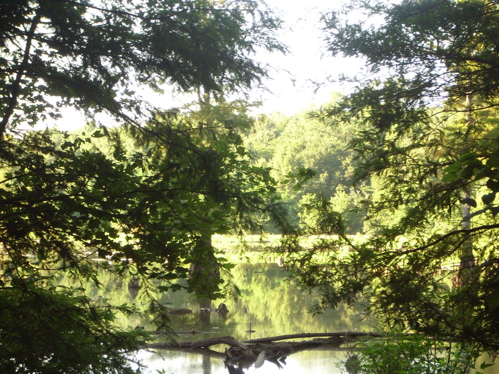 Mississippi River Bottoms Swamp
