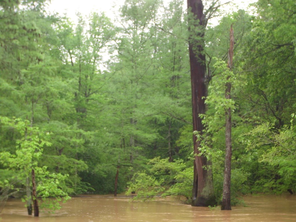 Big Creek In Flood