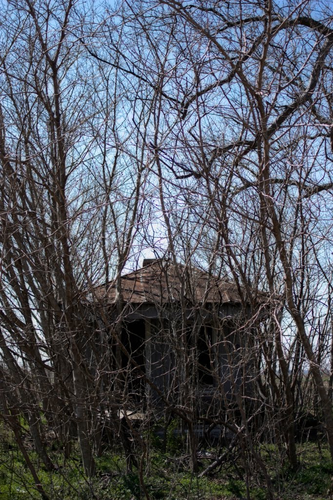 Playing hide and seek with a house.  Decaying field home.