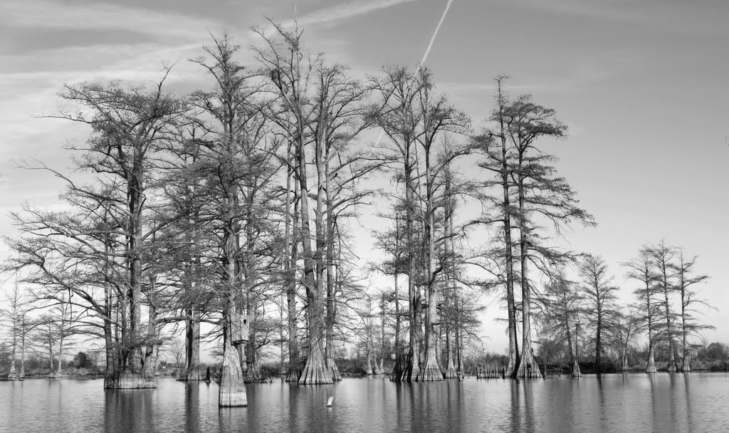 Cypress Swamp Trees