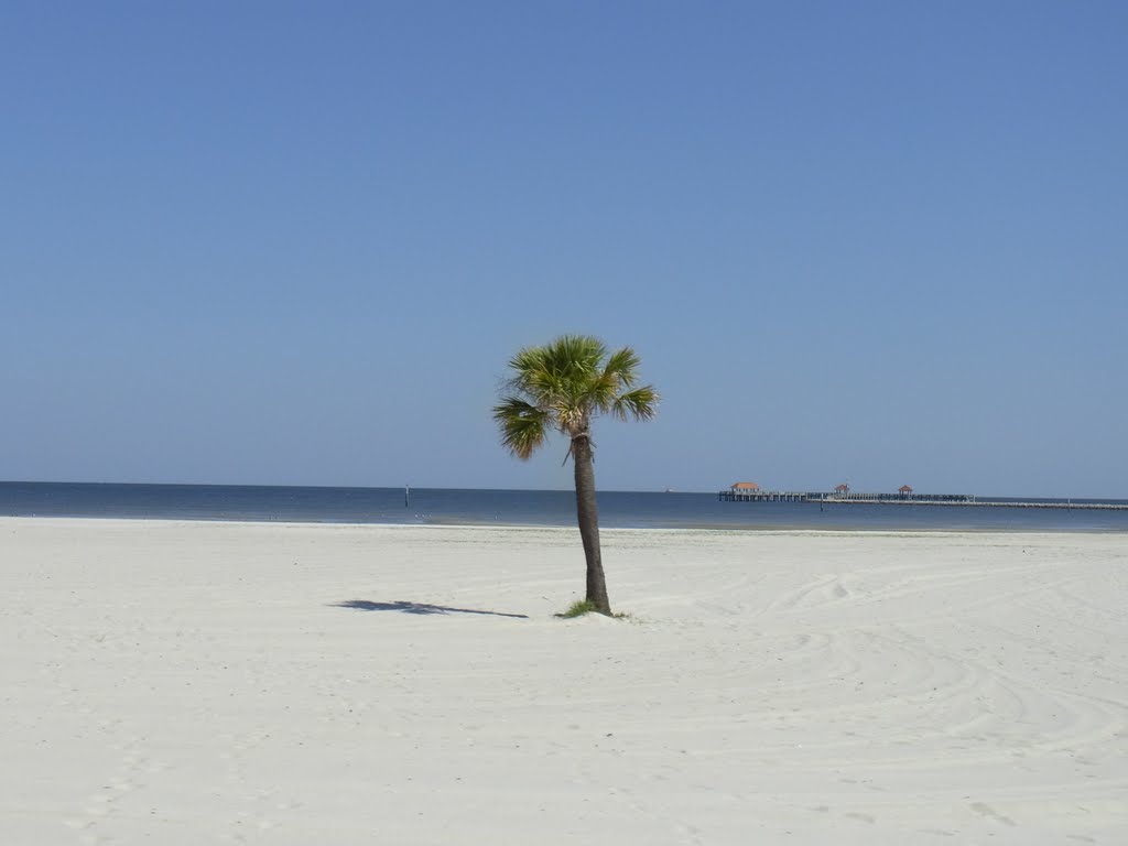 Lone Palm Tree