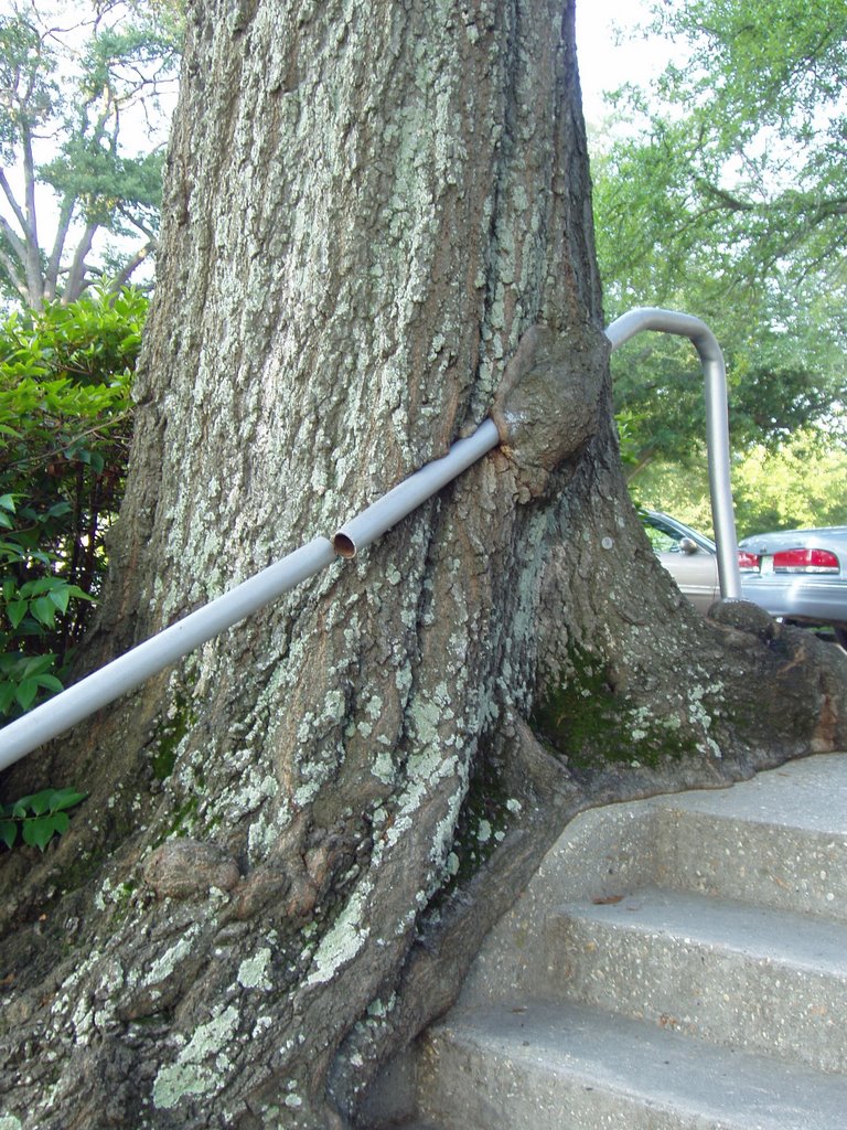 Historic Tree at State Capitol