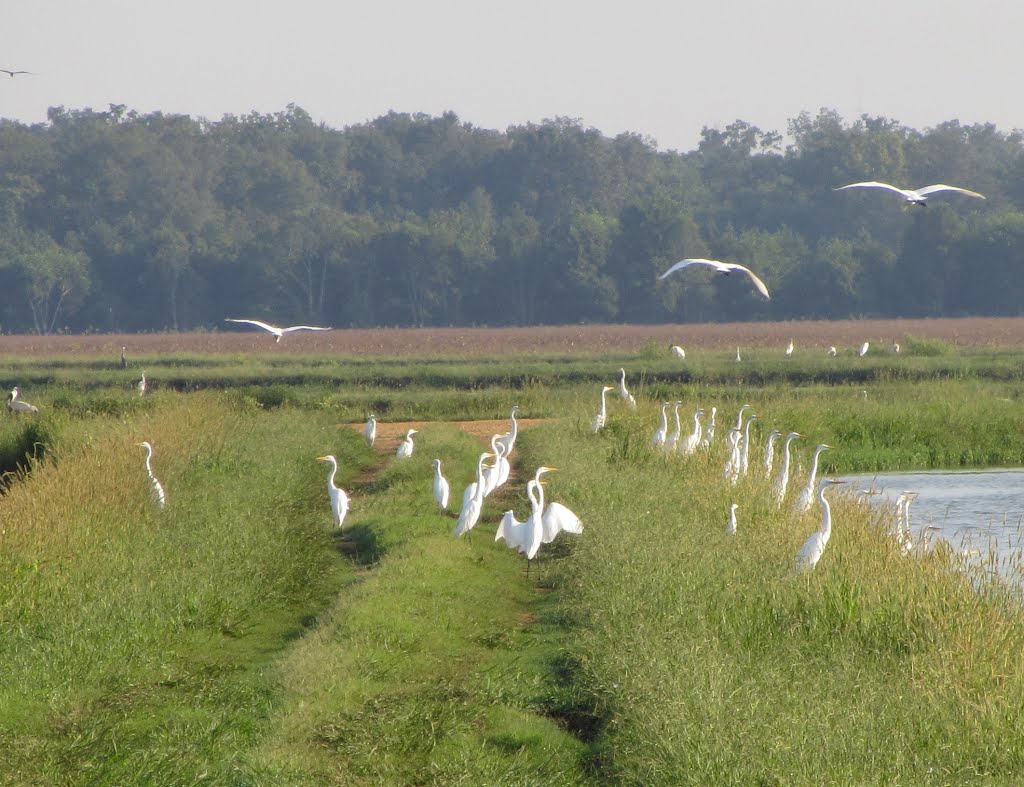 Great egrets waiting to bite the fish