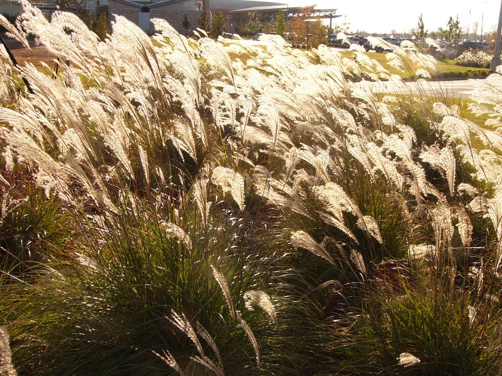 Weeds near river, Vicksburg, MS (2009)
