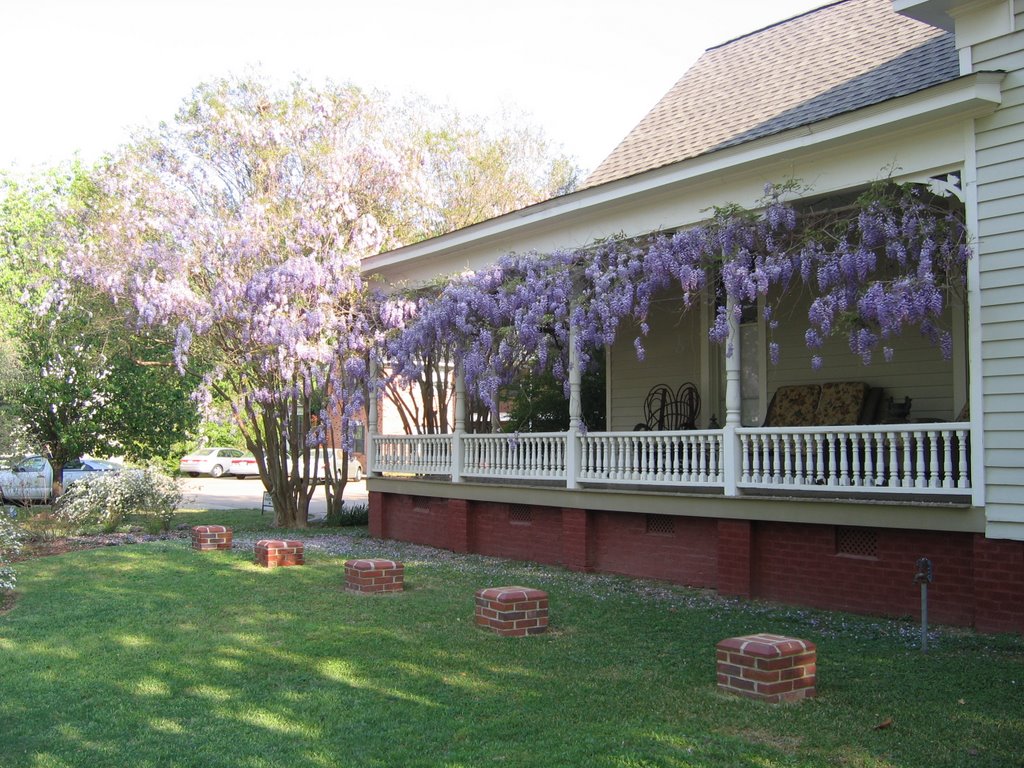 Wisteria Graces a Columbus Home