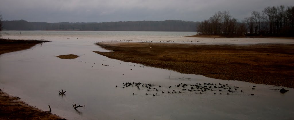Good Day for Ducks on Pickwick Lake