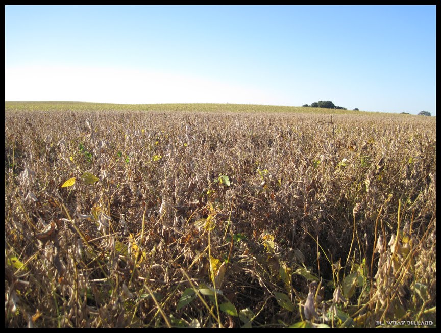 Soybeans Forever!