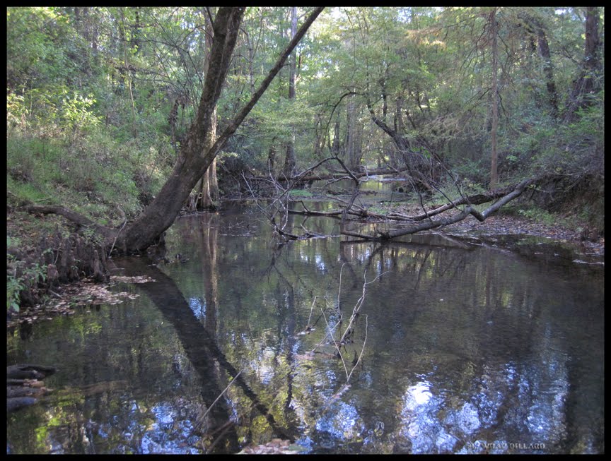 Tangled Creek