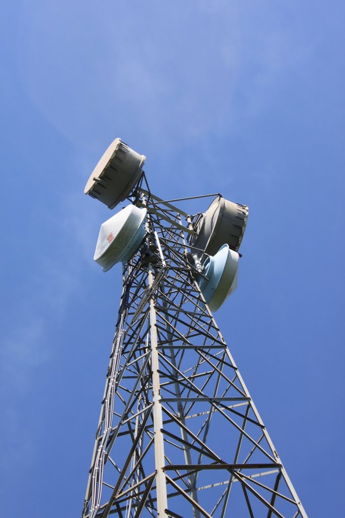 Tower in the Woods