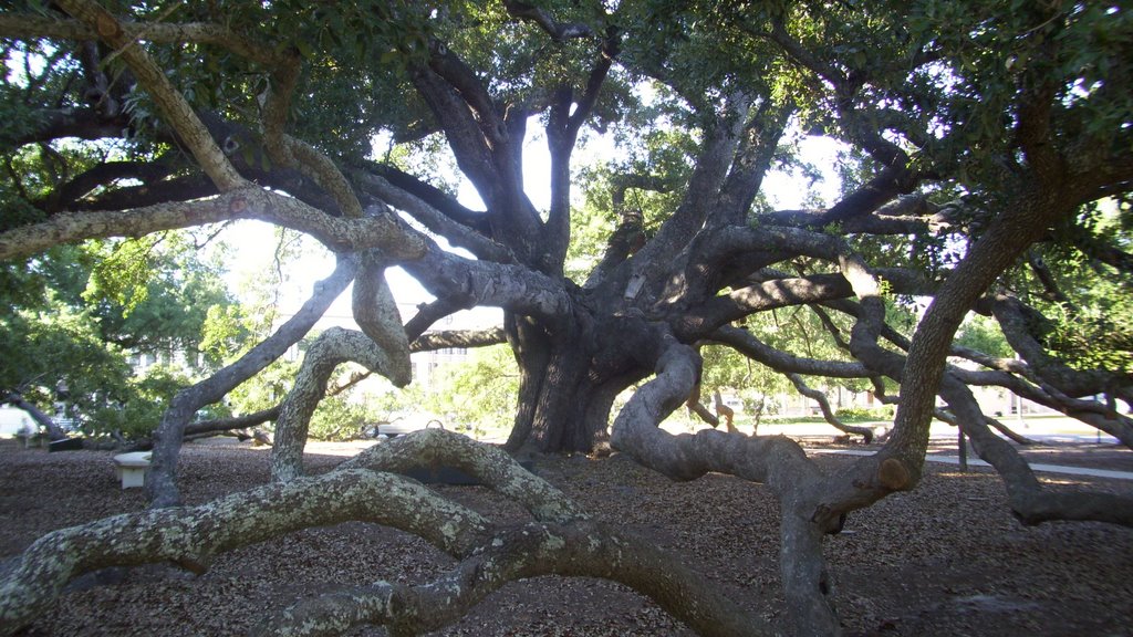 Amazing Live Oak!