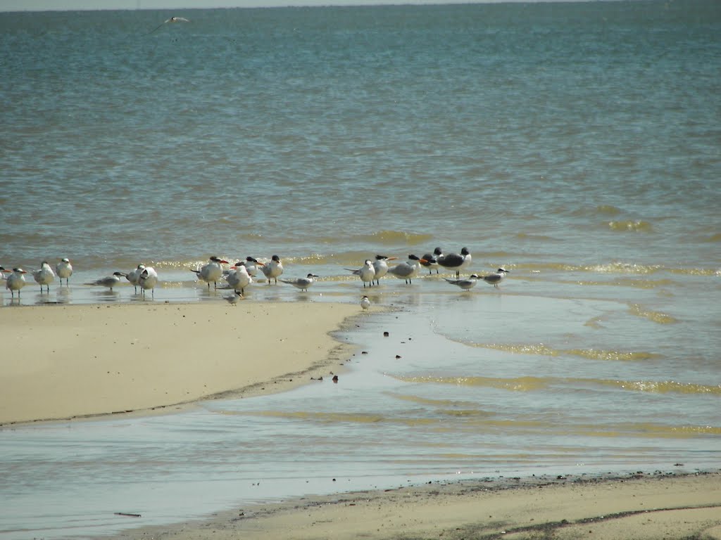 various Birds, Gulls,  Gulf of Mexico, Long Beach, MS