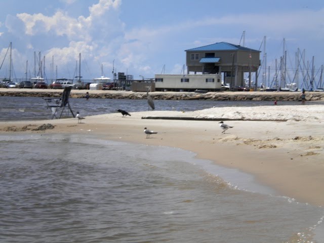 Coast Birds Enjoy the Beach