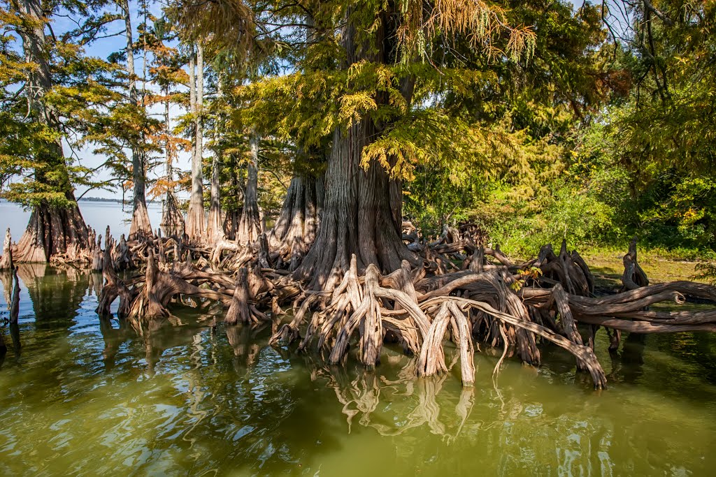 Cypress Trees