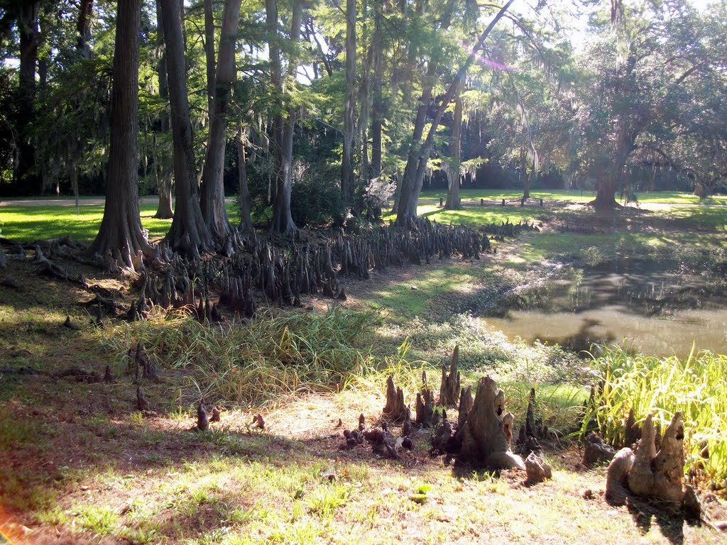 Cypress Knees on the grounds of the Melrose Mansion in Natchez, MS