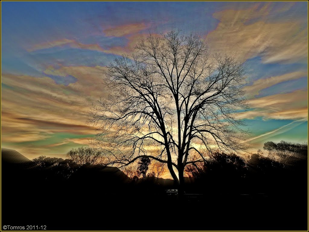 Pecan Tree at sunrise. Natchez, Mississippi