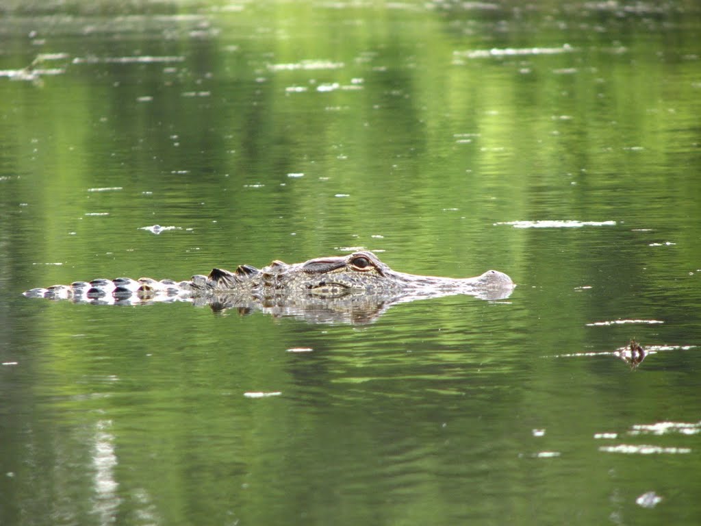 Alligator Kayaking