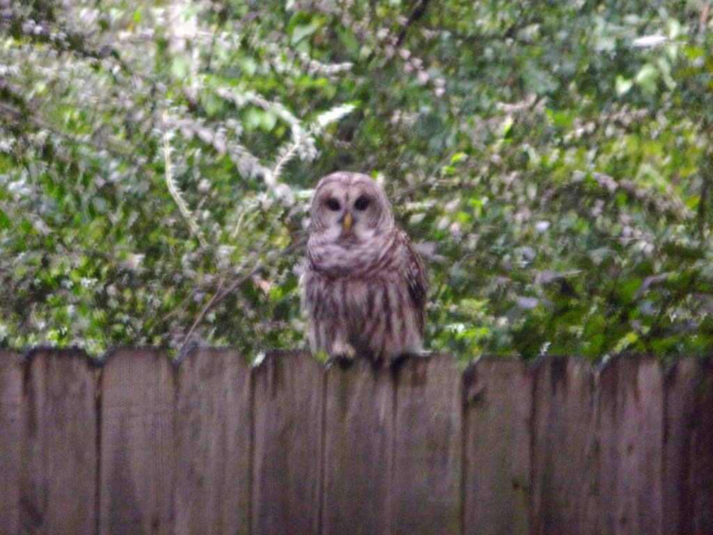 owl