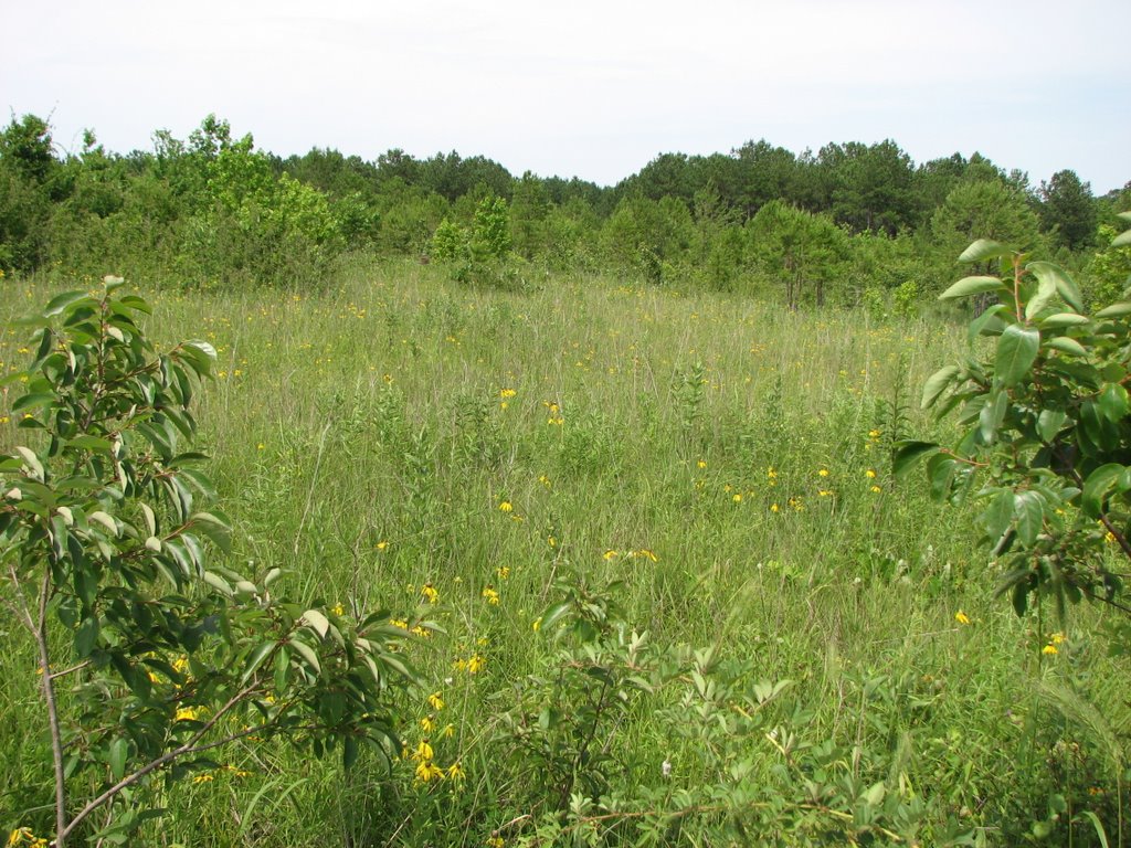 Harrell Prairie Hill