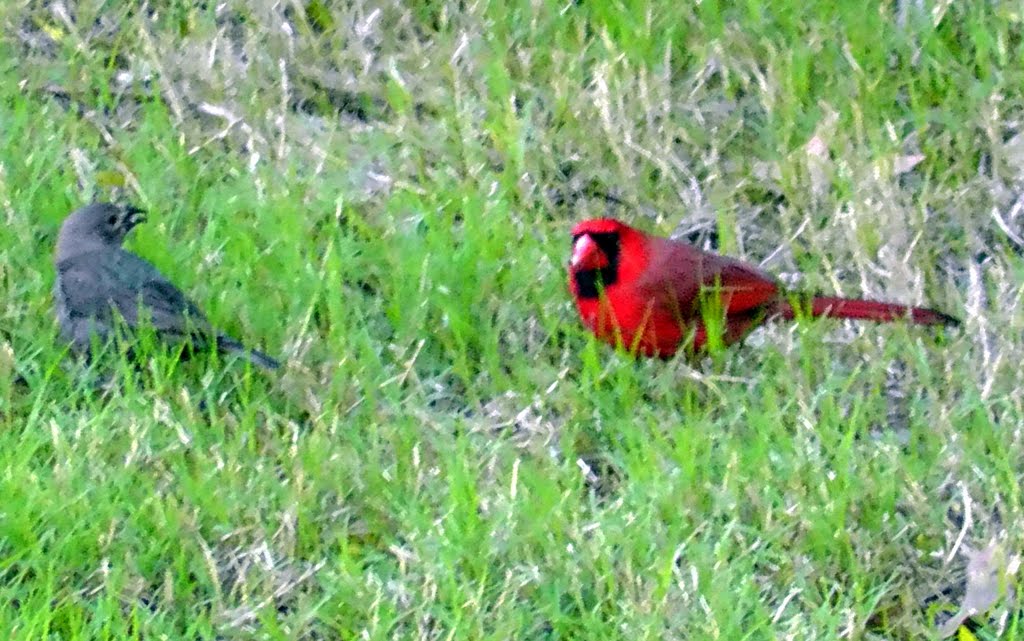 i think mockingbird and cardinal standoff