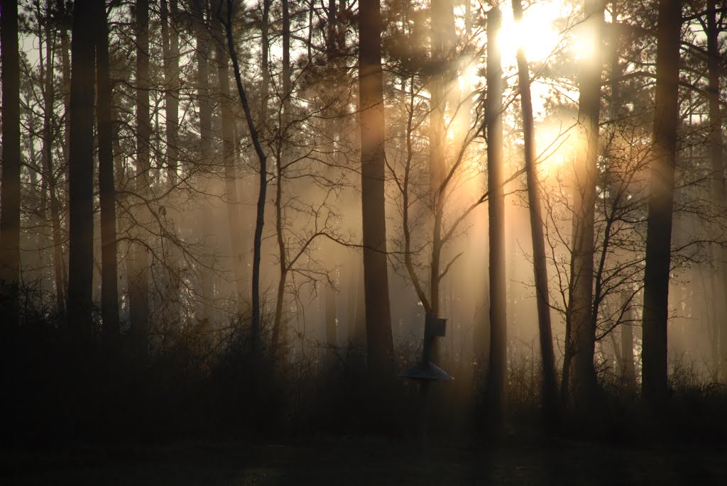 Morning Fog