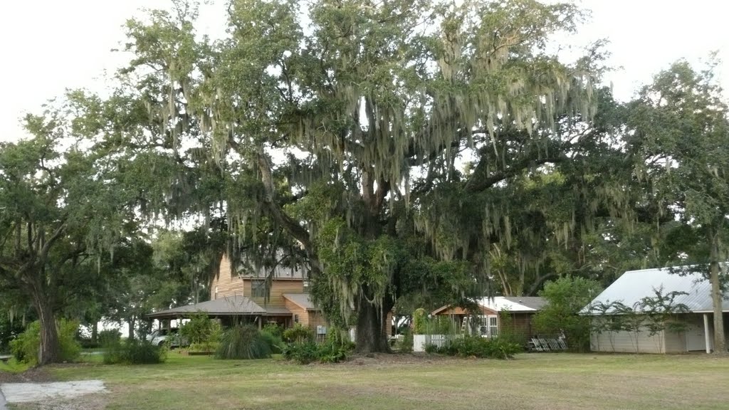 Live Oak