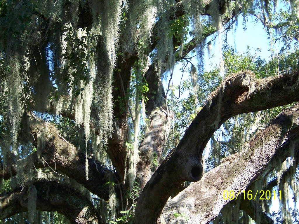 mossy oak