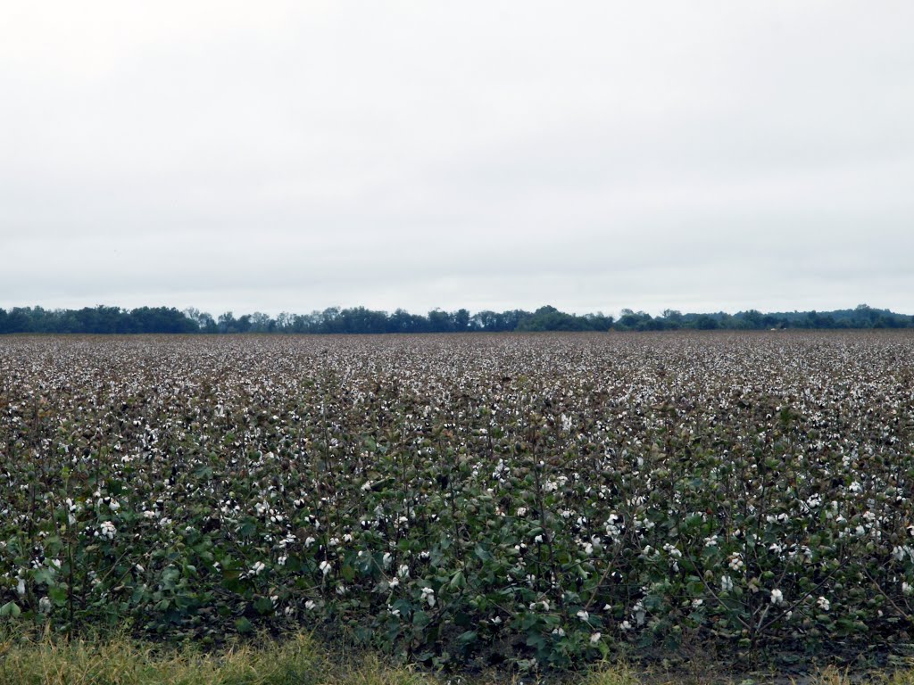Cotton Field