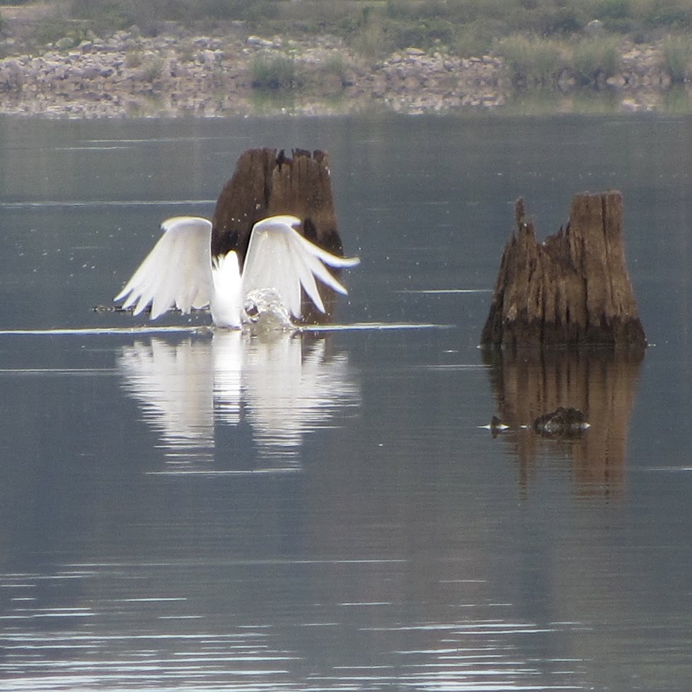 Great egret, fishing