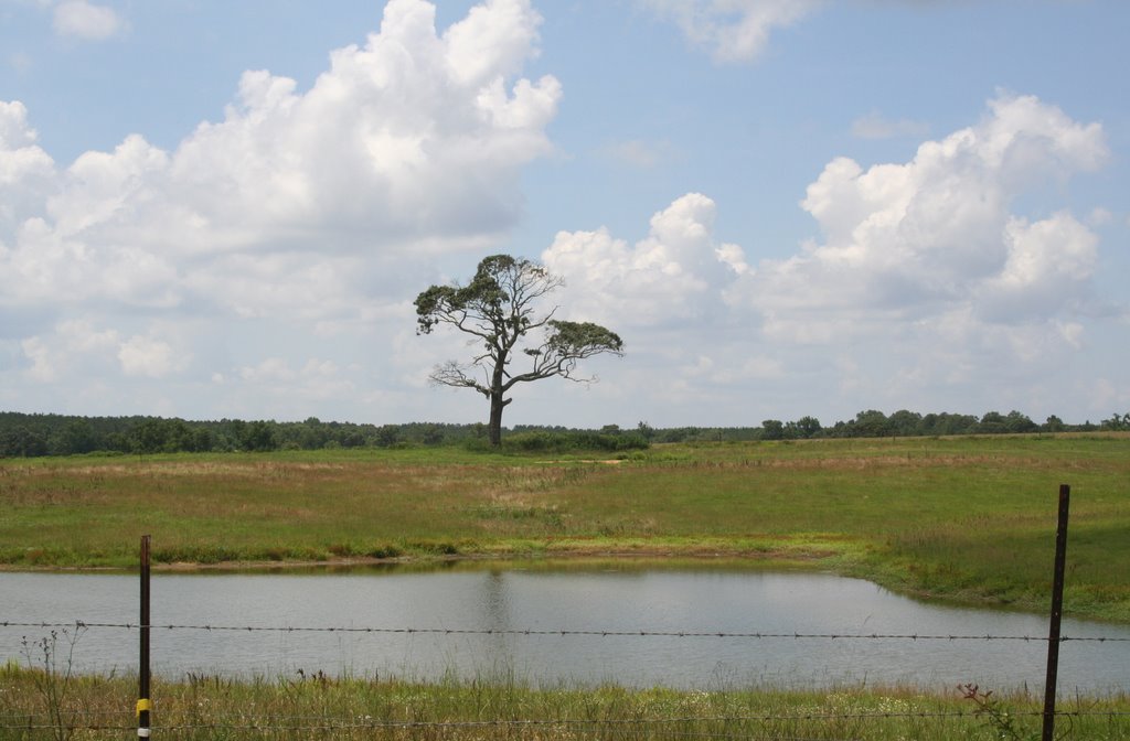 McComb, Lonely Tree
