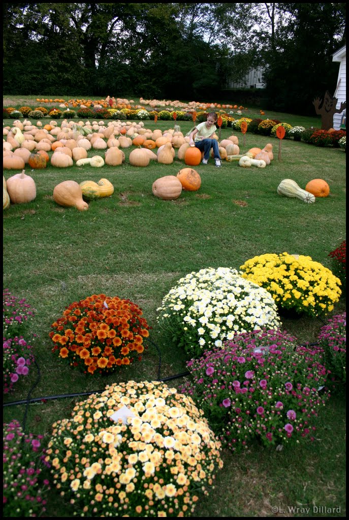 Pumpkin Patch