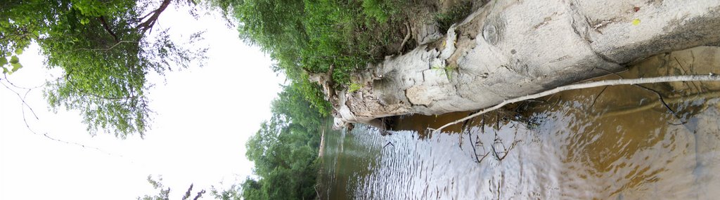 fallen tree in Mississippi