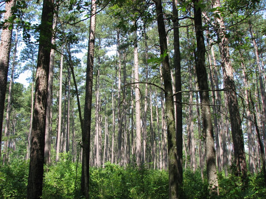 Bienville National Forest on the Shockaloe Trail