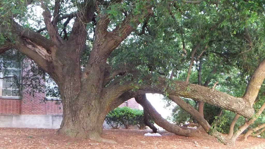 Oak tree beside Howell Engineering Building