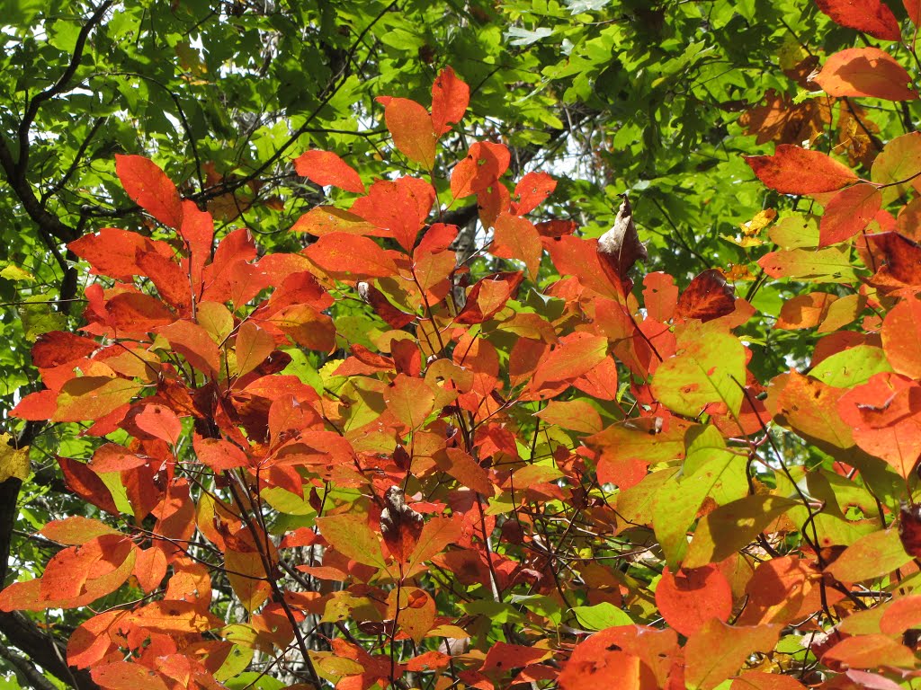 Sourwood leaves