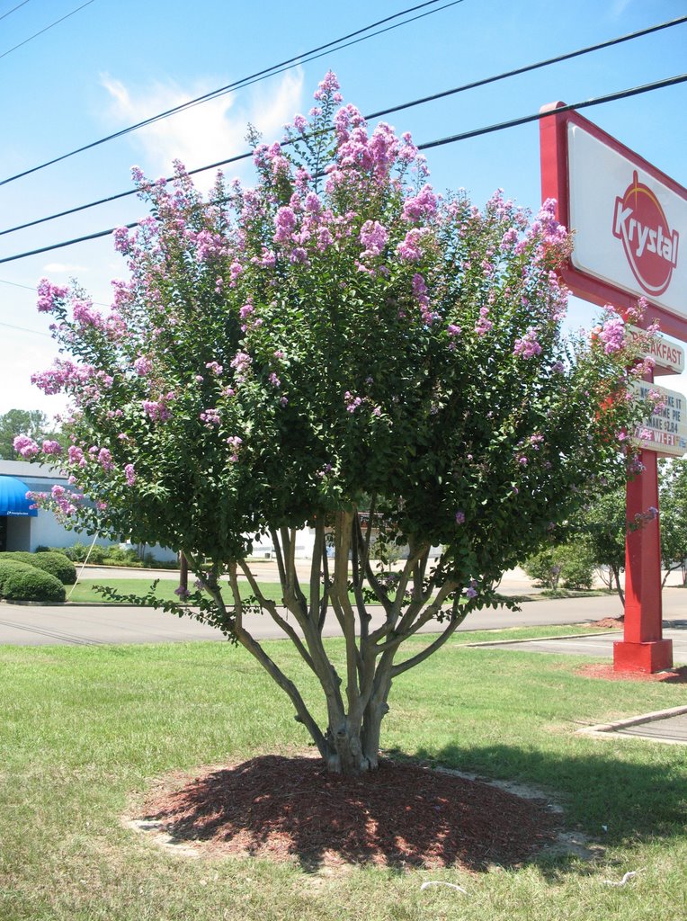 Krystal tree