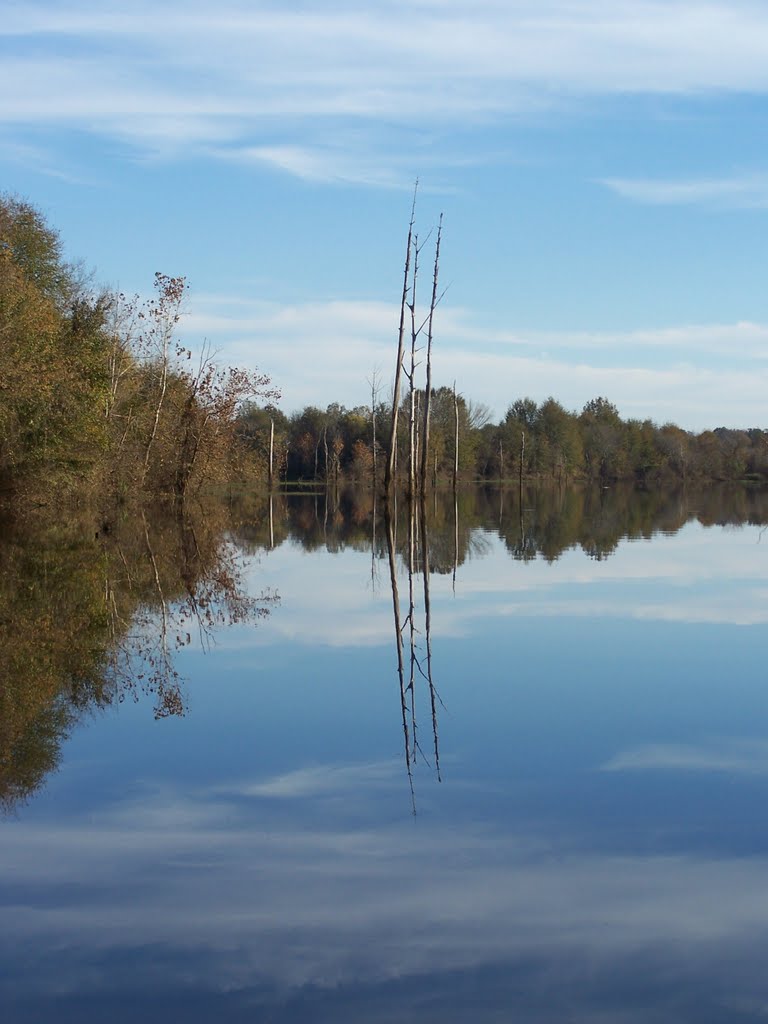 Tombigbee Backwater (2009-11-16 1009 03)